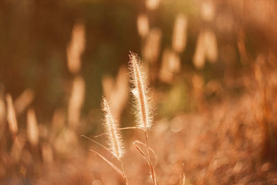 Close-up of stalks in field