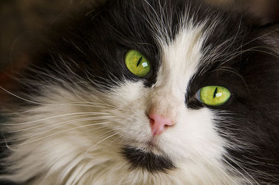 Close-up portrait of cat