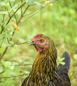 Close-up of a domesticated yellow dark brown colored with red hooded hen bird