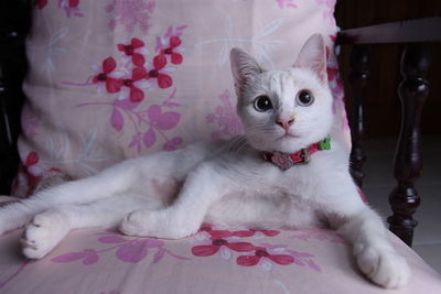 Portrait of cat sitting on bed at home