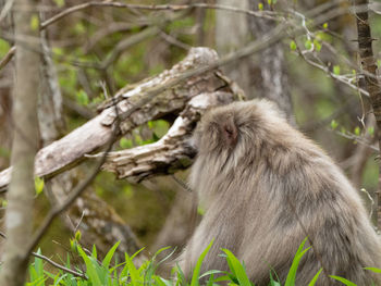 Squirrel on tree in forest