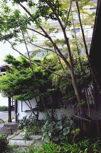 Plants growing on tree