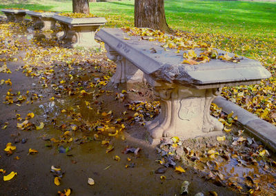 Fallen leaves on field