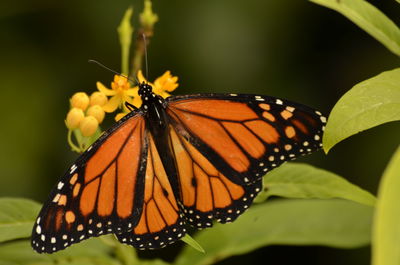 Close-up of butterfly pollinating on flower