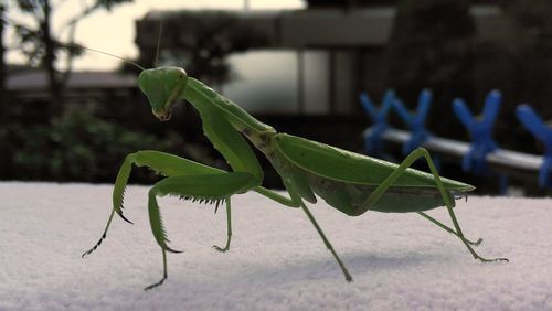 Close-up of insect on leaf