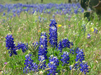 Close up of bluebonnets