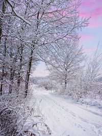 Snow covered road amidst trees against sky