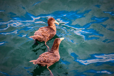 High angle view of duck swimming on lake