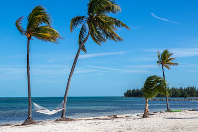 Palm tree on beach against sky