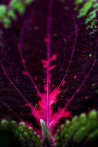 Close-up of purple leaf against black background