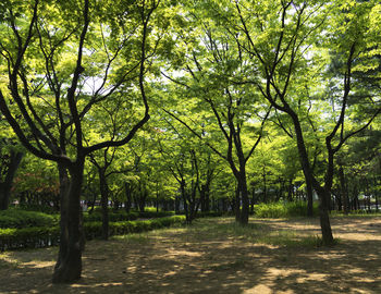 Trees on road