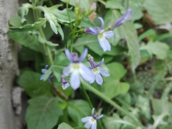 Close-up of purple flowers blooming outdoors