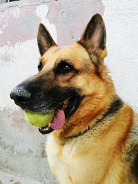 Close-up of dog sticking out tongue