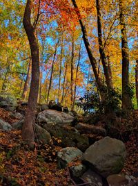 Trees in forest during autumn