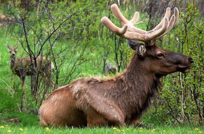 Side view of moose sitting on grassy field in forest