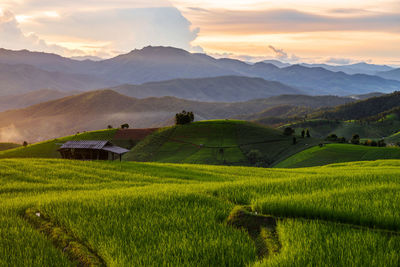 Scenic view of agricultural field against sky