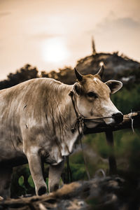 Close-up of cow