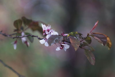 Close-up of pink cherry blossom tree