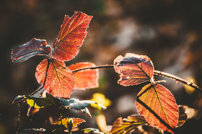 Close-up of maple leaves on plant