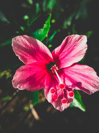 Close-up of pink flower