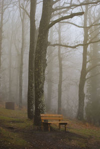 Bench in park
