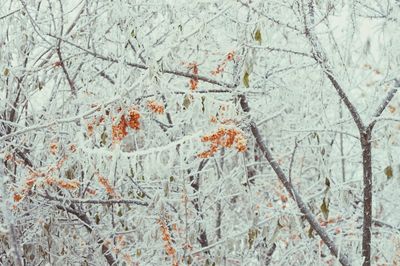 Full frame shot of frozen trees during winter