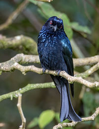 Close-up of bird perching on branch