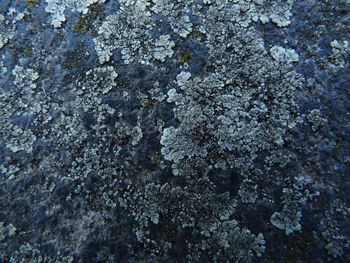 Close-up of lichen on rock