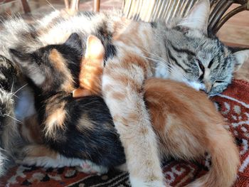 Close-up of cat sleeping
