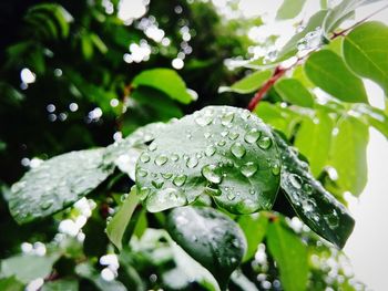 Close-up of raindrops on leaves