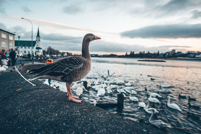 Goose on retaining wall