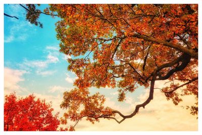 Low angle view of autumn tree against sky