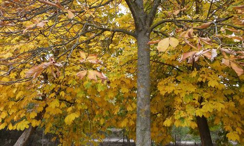 Low angle view of tree