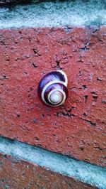 Close-up of shell on stone