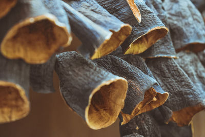 Close-up of mushrooms on dry leaves