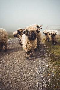 Herd of valais blacknose sheep walking through fog