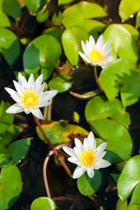 Close-up of white water lily