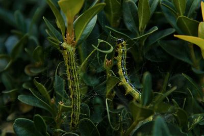 Close-up of insect on plant