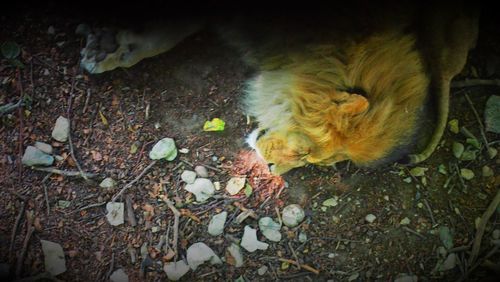 High angle view of cat