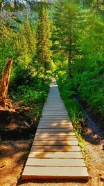 Footpath amidst trees in forest