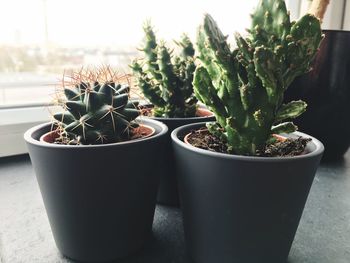 Potted plants on table