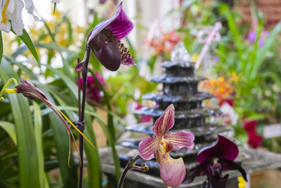 Close-up of butterfly pollinating on pink flowering plant