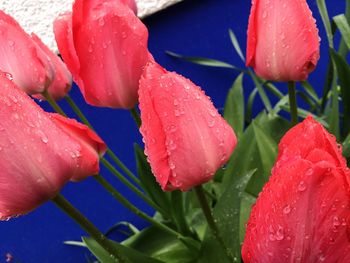 Close-up of pink flower