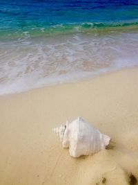 View of dead fish on beach