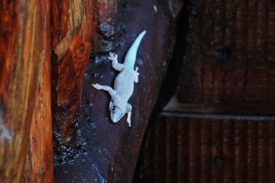 Full frame shot of rusty metal door