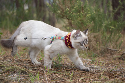 View of a dog standing on field