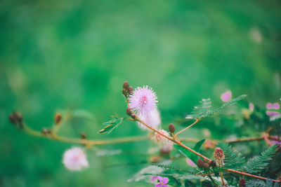 Close-up of pink flowering plant