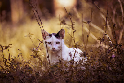Portrait of kitten sitting in grass