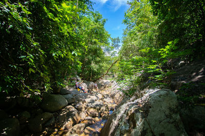 View of trees growing in forest