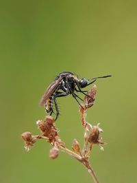 Close-up of insect on flower